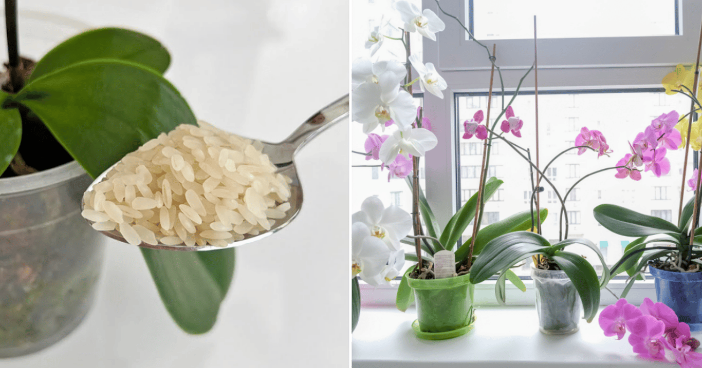 Zkušení pěstitelé orchidejí používají levnou surovinu z každé domácnosti. Ta dává květům obrovskou sílu i velikost