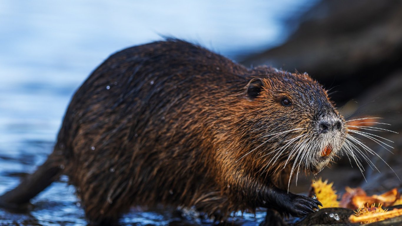 Nutrie