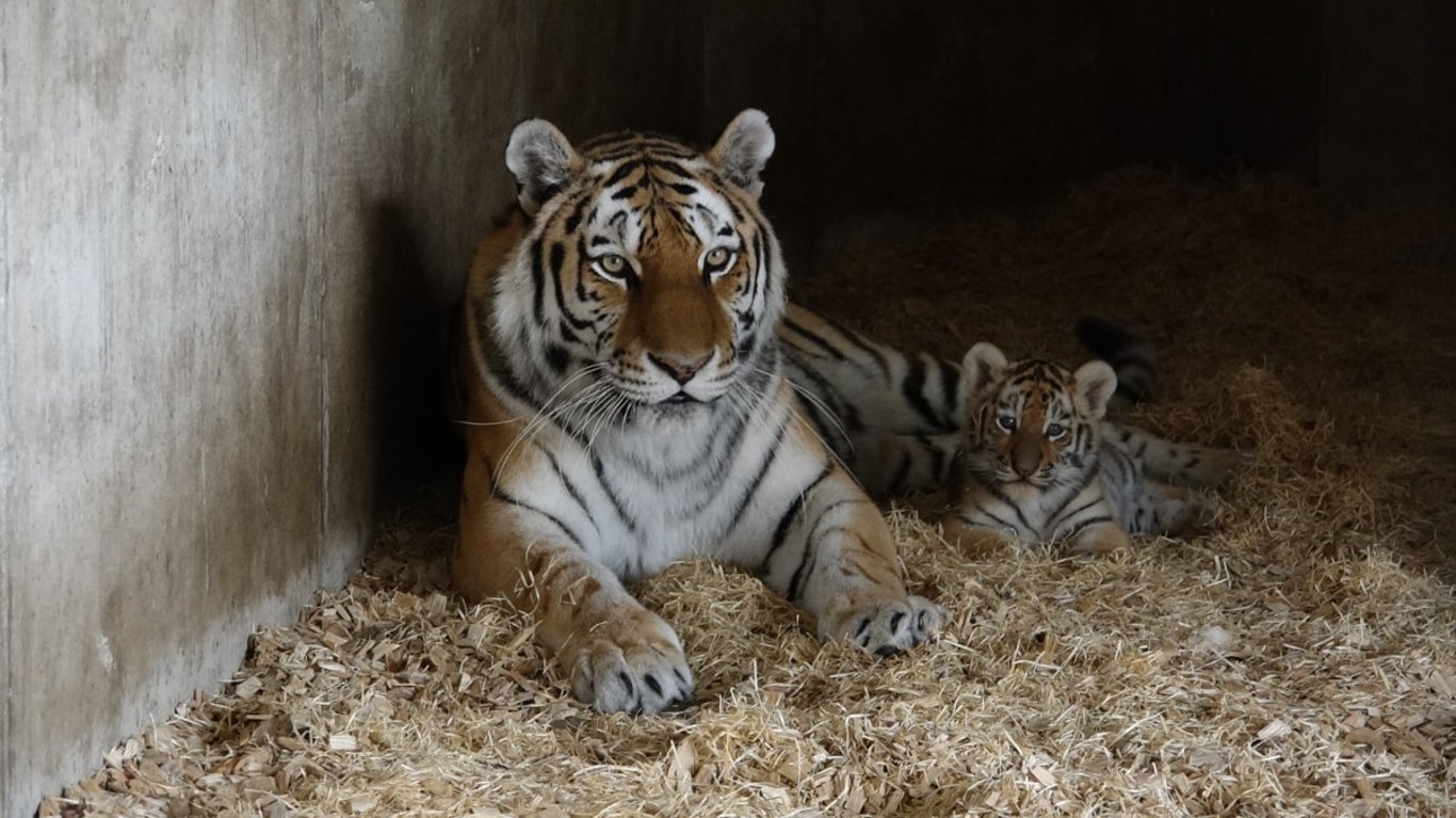 Dvě holky a jeden kluk. Hlubocká zoo prozradila pohlaví narozených tygřat