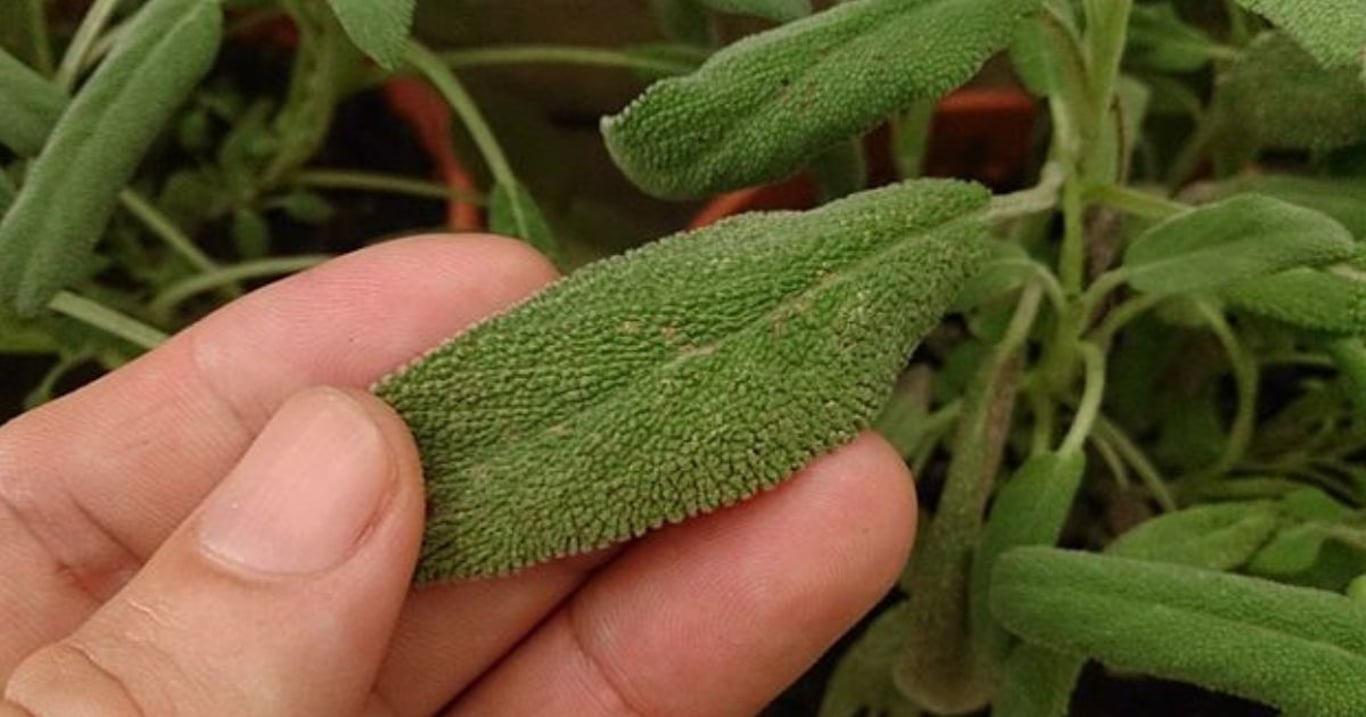 Šalvěj má v sobě něco, co žádná jiná bylinka nemá. Teď už rozumím, proč na ni babička přísahala