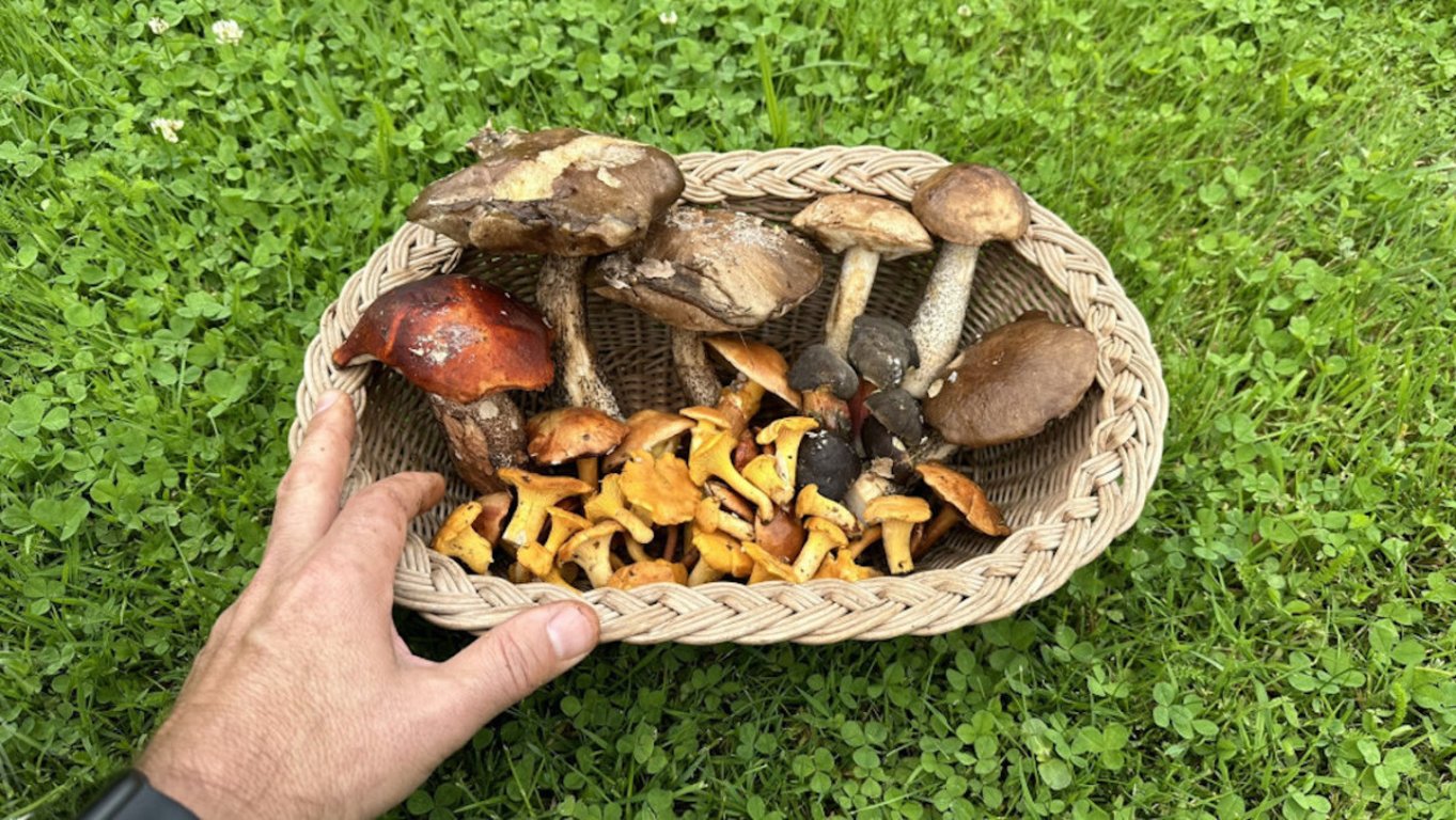 Muchomůrka tygrovaná nebo masák? V Písku už řešili dvě vážné otravy
