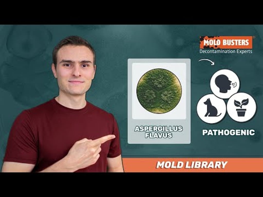Video k článku ZDE