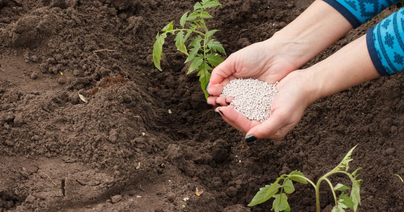 Jedna kostka rozpuštěná ve vodě promění obyčejný záhon v rajčatovou plantáž. Až 150 kilo úrody bez dřiny