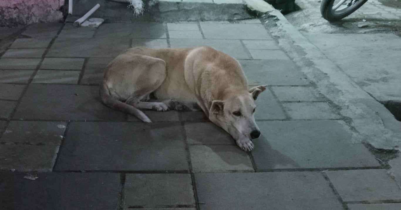 Řidič zahlédl psa, který zřejmě něco skrýval. Když bylo jeho tajemství odhaleno, předvedl dojemnou reakci