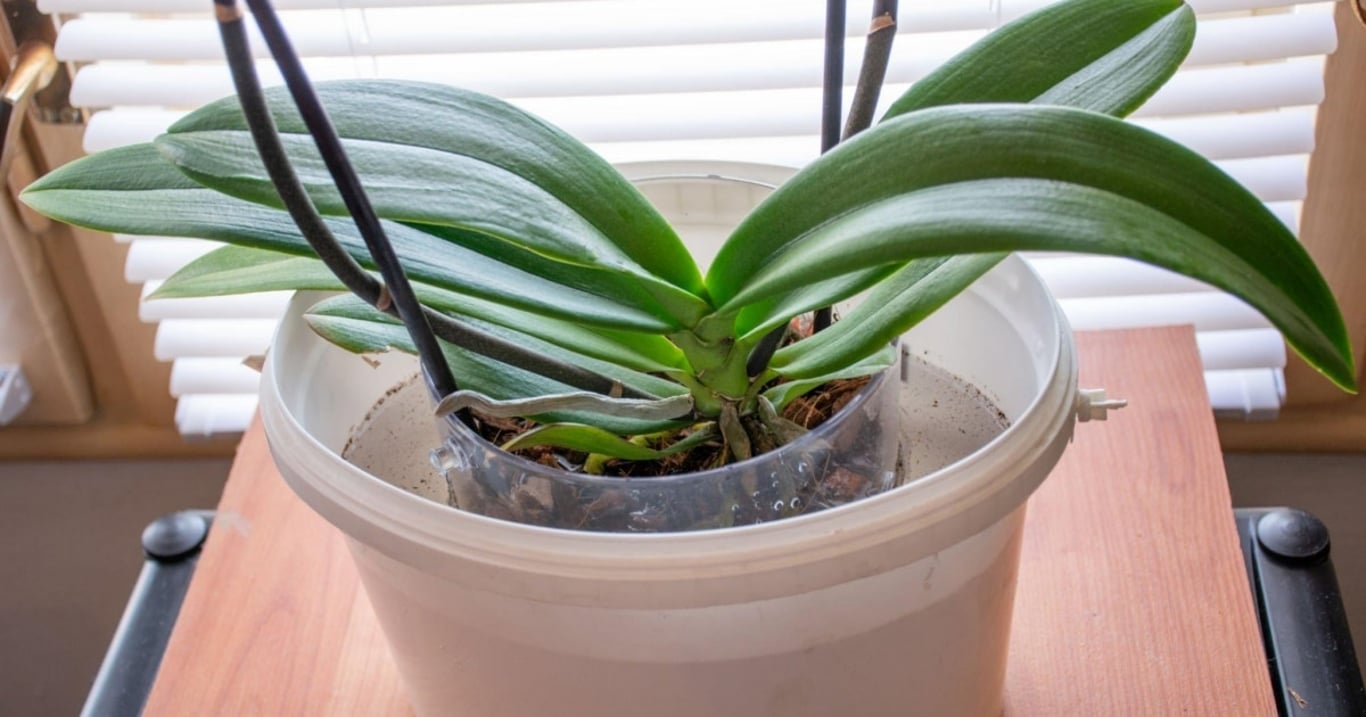 Pro omlazení orchideje stačí fáze klidu. K dokonalému kvetení ale musíte splnit dva zásadní kroky