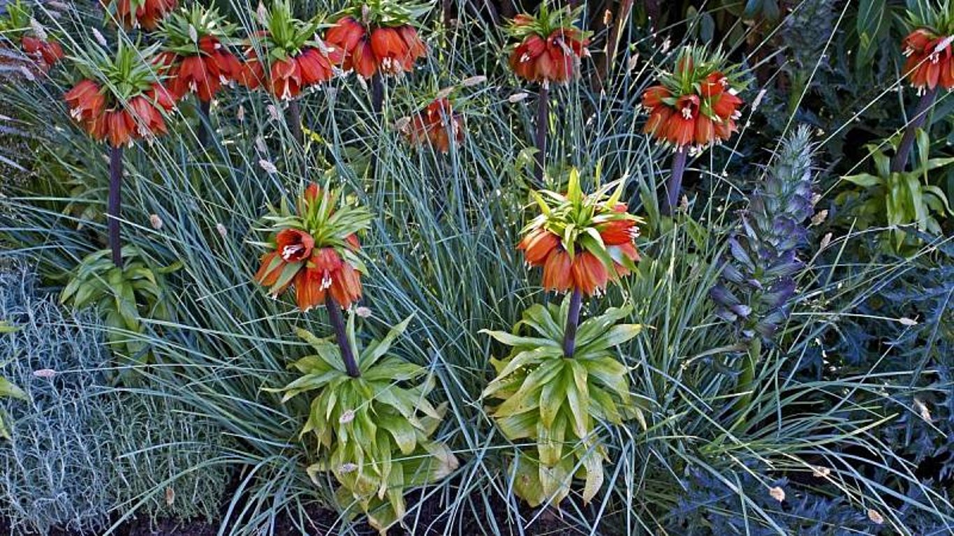 Řebčík je nejlepší vsadit již na podzim, aby na jaře vykvetla