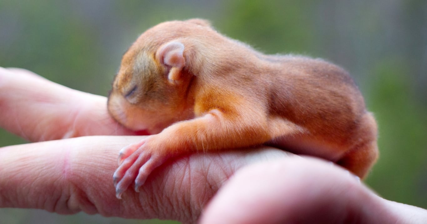 Našel podivné stvoření opuštěné na ulici. Vzal si ho domů a po týdnu nemohl uvěřit tomu, co z něj vyrostlo