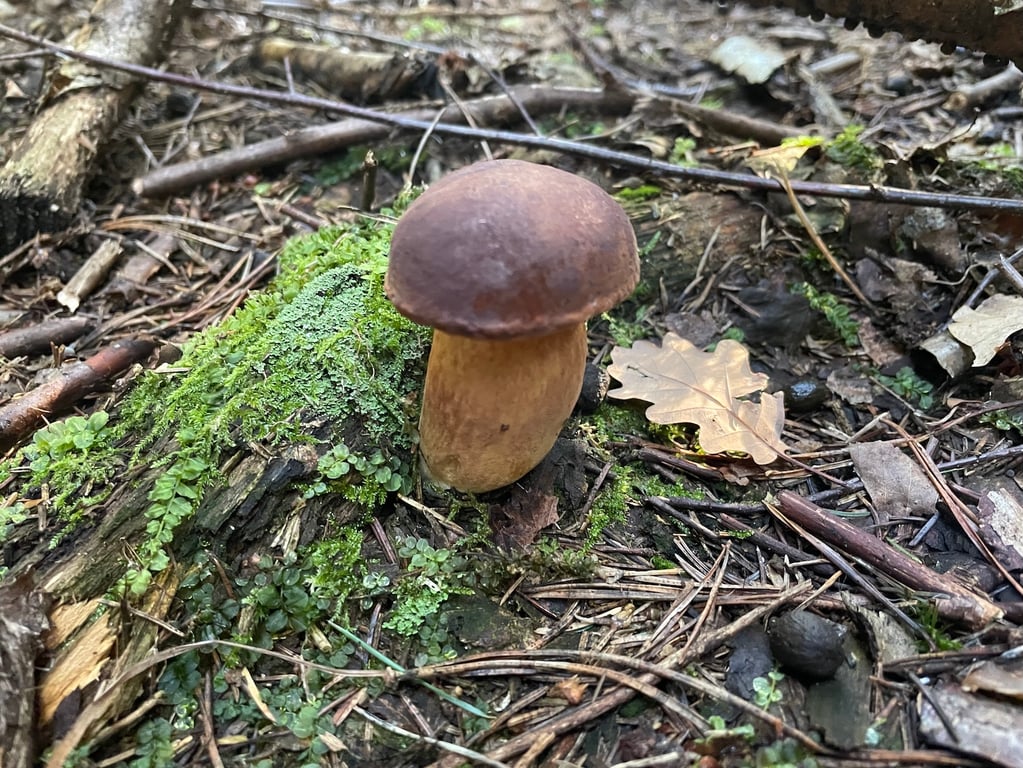 Les na konci října: Ryzec pravý a strmělka mlženka v hlavních rolích