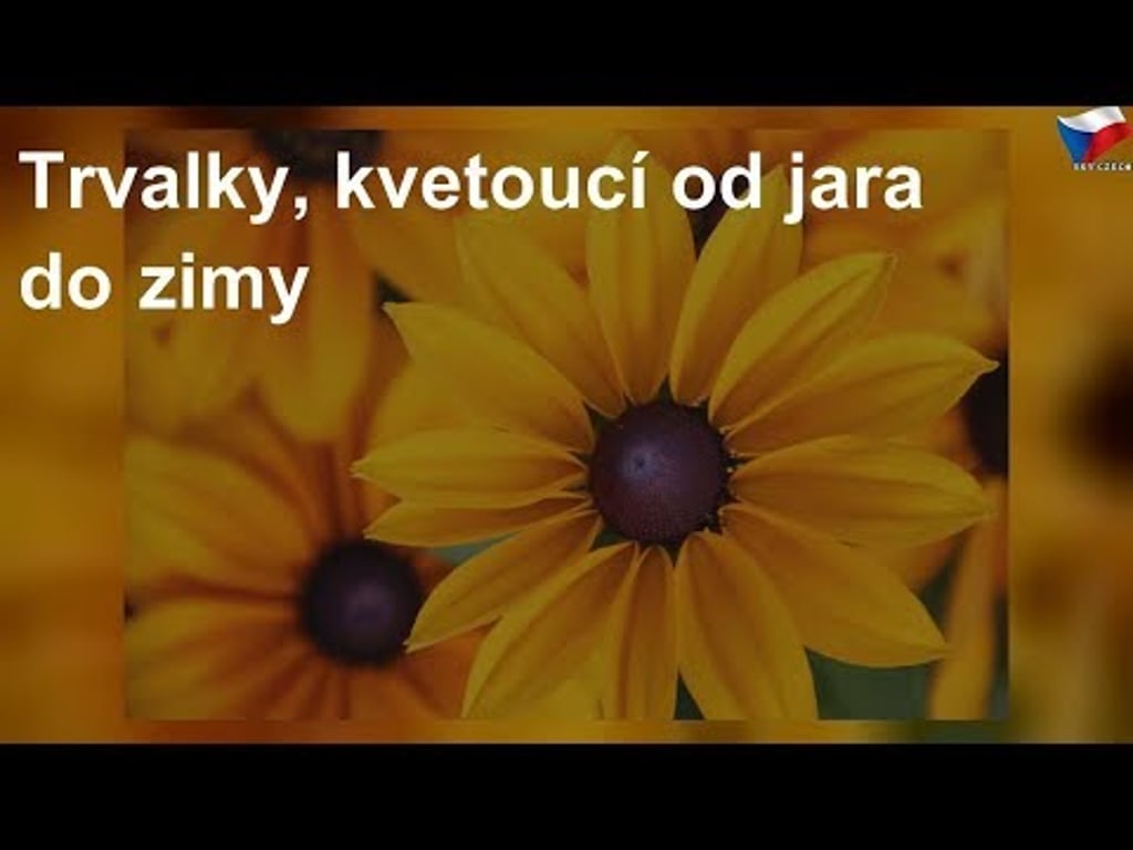 Video k článku