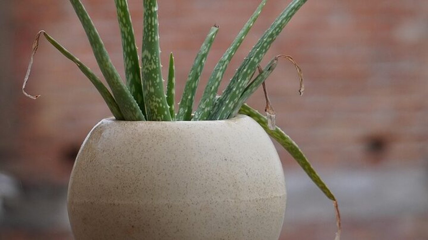 Aloe vera