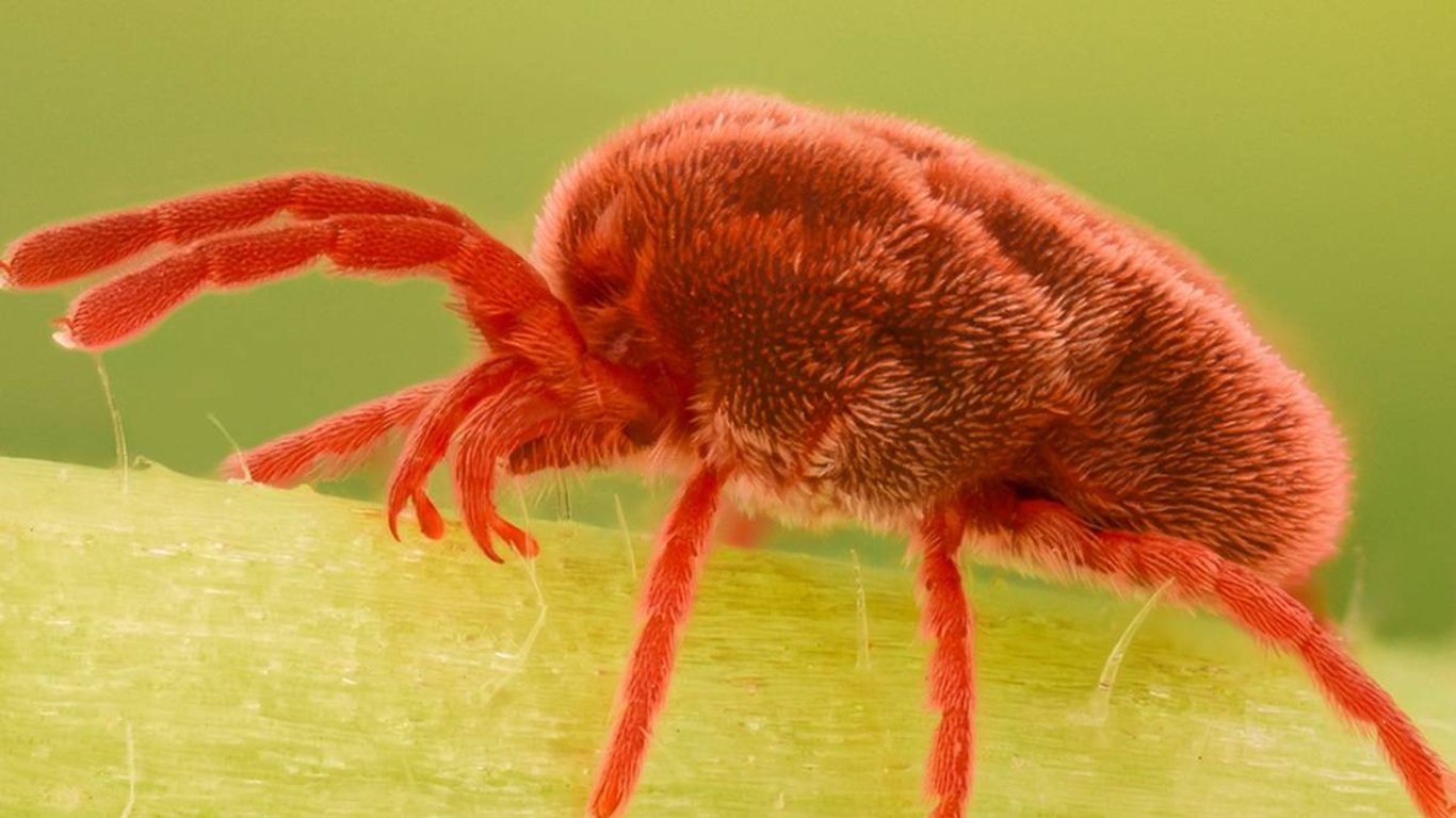 Čekají, kousají a sají rozkousané. A vy pak máte vyrážku