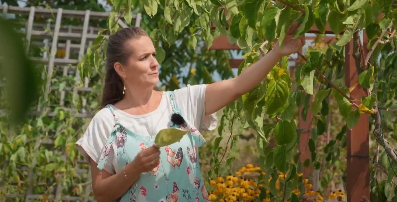 Zahradnice po ruce: Proč minikiwi neplodí, rajčata a co jsou treláže