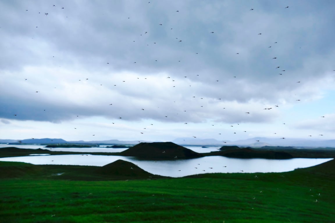 Před komáry už neutečete. Oteplování je přivedlo až k islandskému Reykjavíku