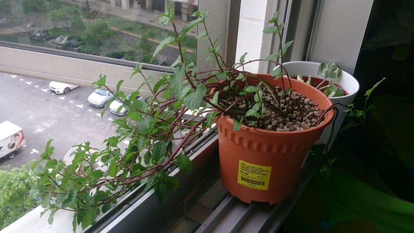 Pavouci i otravný hmyz se jí vyhýbají obloukem. Stačila jedna květina a je po problému