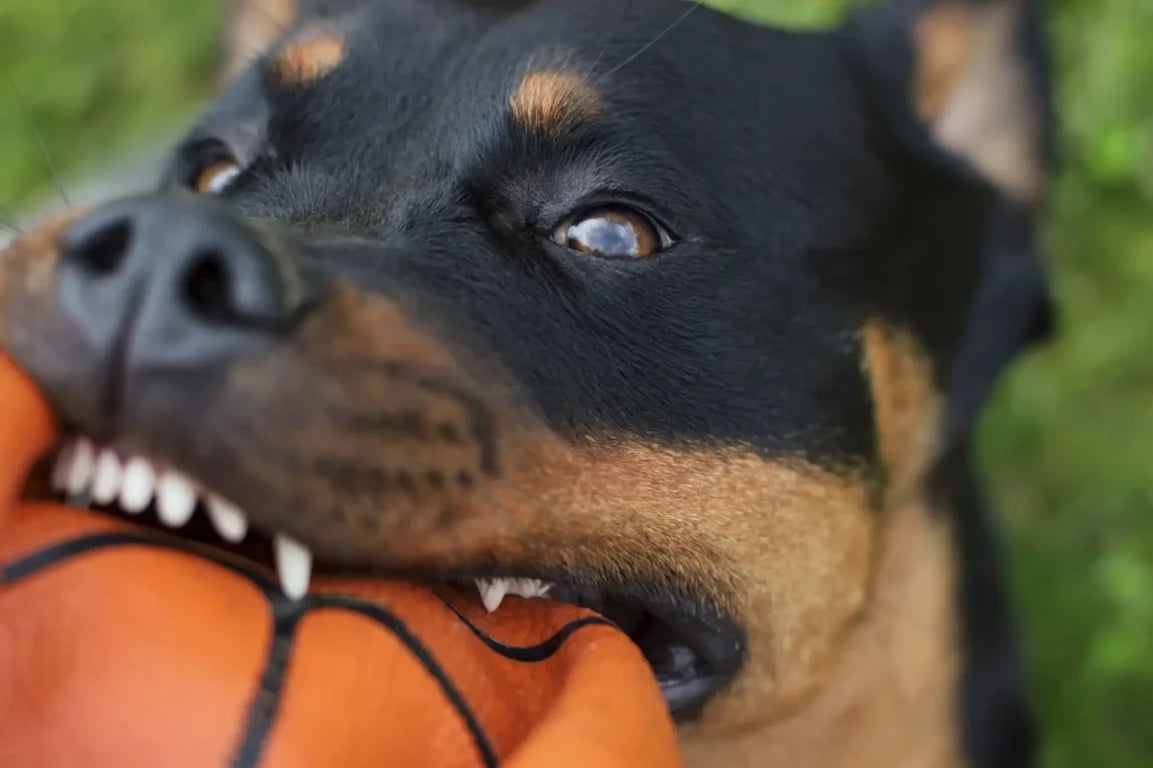 Psi, kteří stisknou a už nepustí. Tato plemena jsou nebezpeční zabijáci. Dejte se na ně pozor
