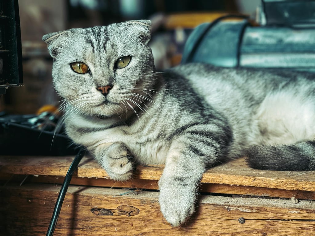 pexels-daniel-lepadatu-528829000-16425496