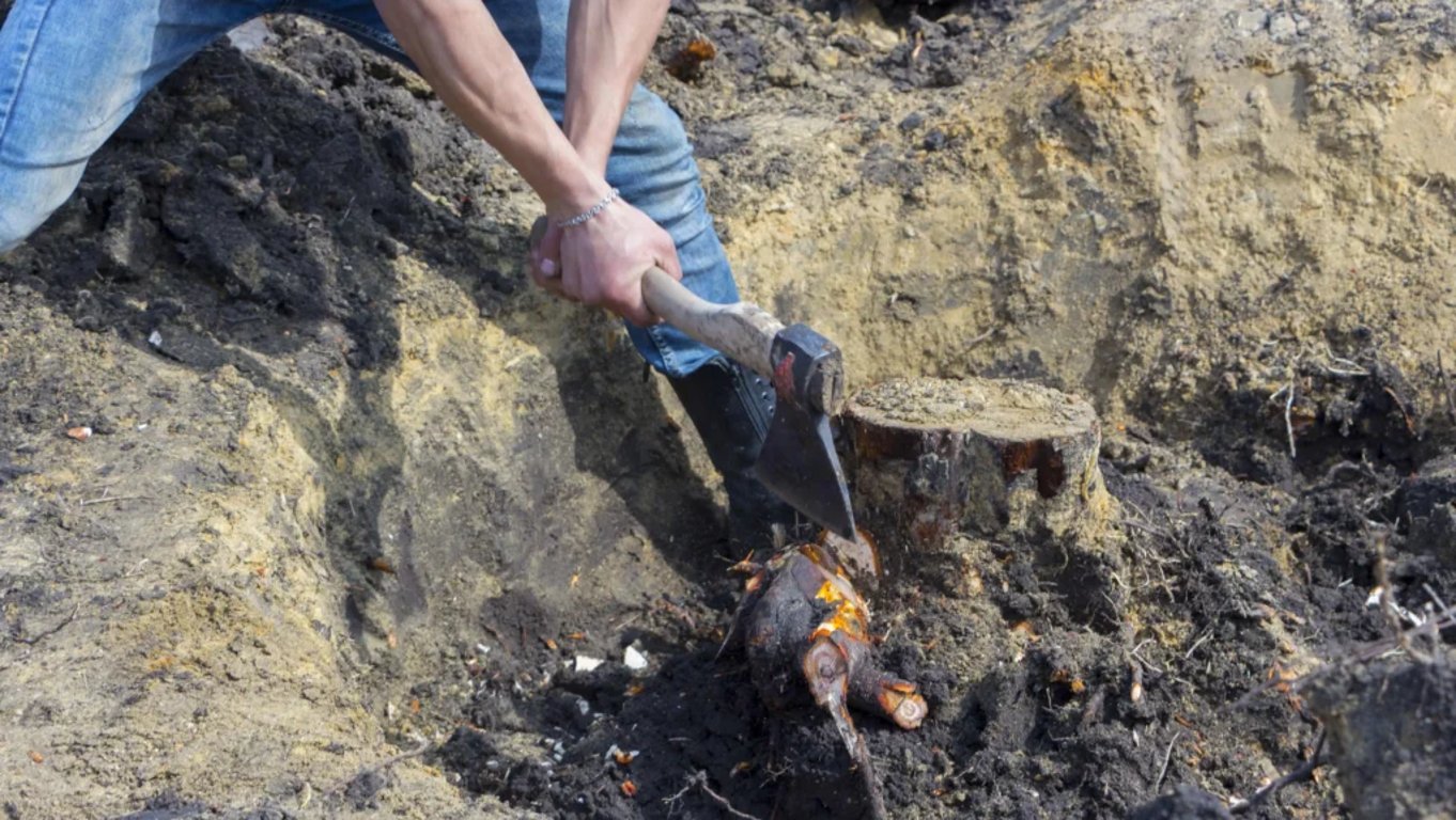 odstranění pařezu pomocí sekyrky