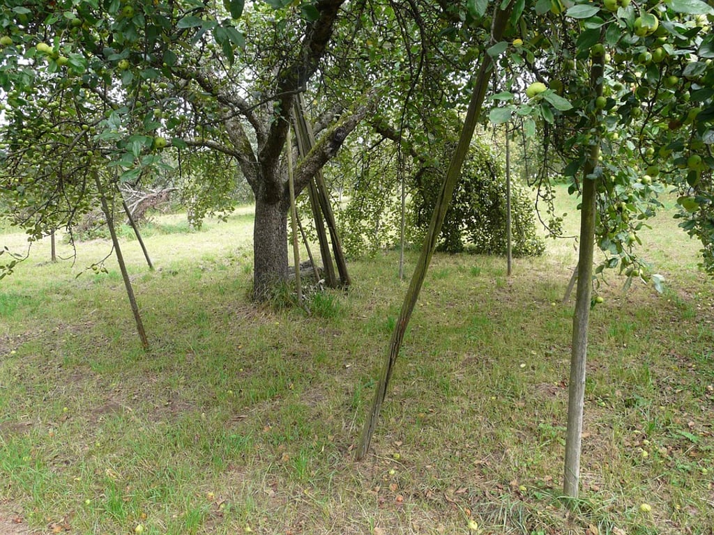 Toaleťák v září na zahradu prostě patří. Ovocným stromům pomůže s rozmnožováním