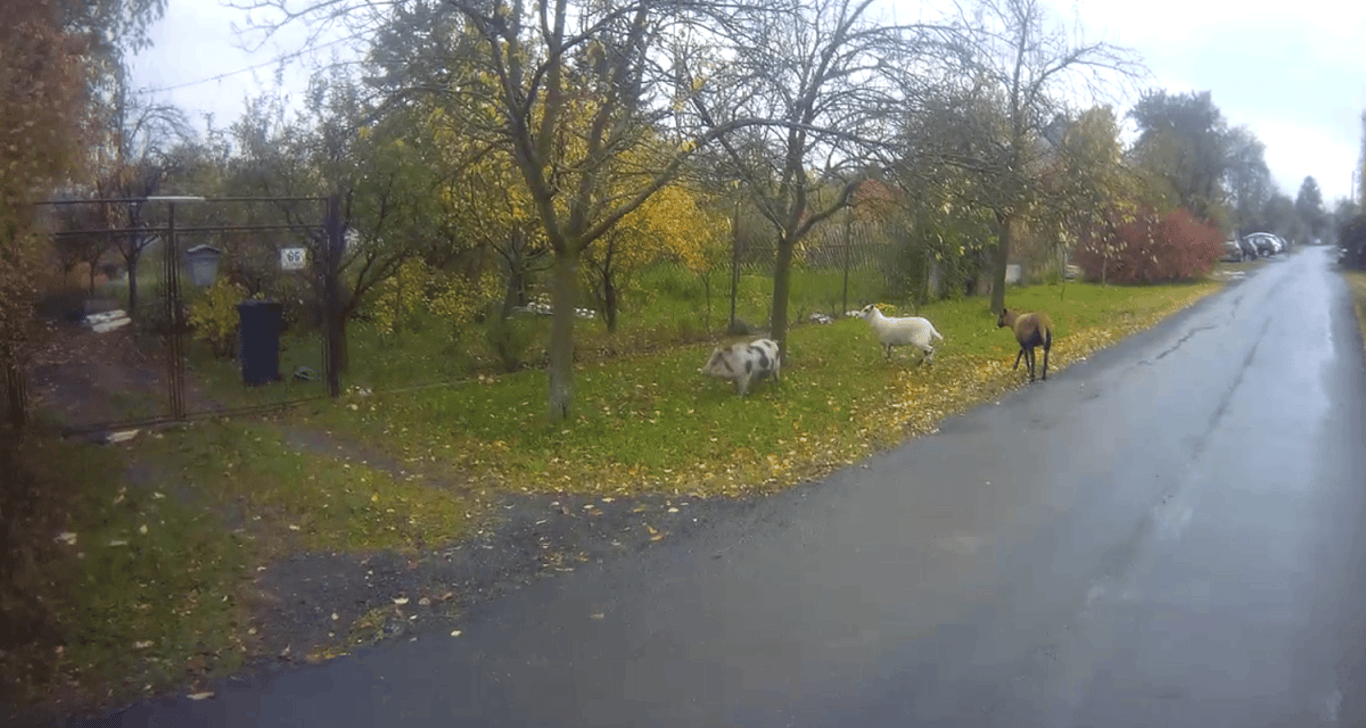 Prase a dvě kozy navštívili luxusní autosalon v Brně. Zaběhnutá trojice hledala dobroty