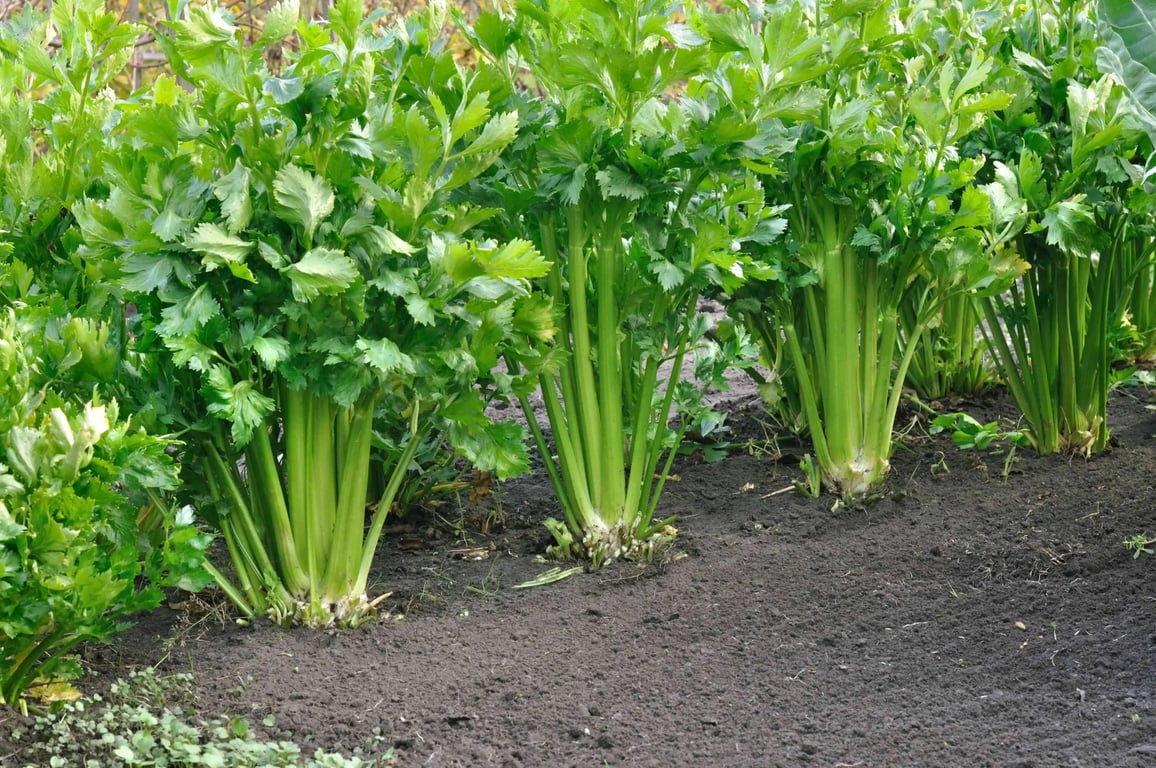 Celer rostoucí z hlíny