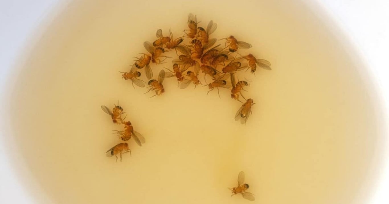 Nikdo netušil, že to funguje tak dokonale. Folie a obyčejná surovina z kuchyně chytají desítky mušek za hodinu