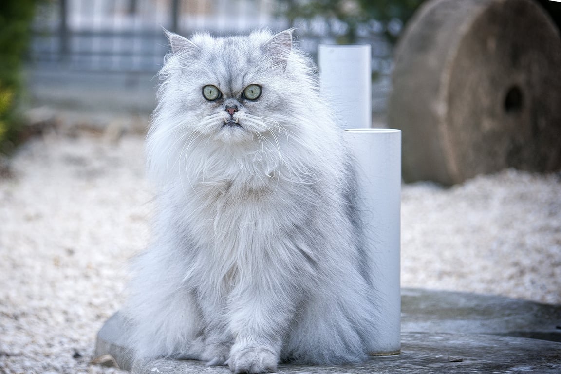cat-persian-cat-domestic-cat-46a5c4219aa20ac289ef241ecc0fe146