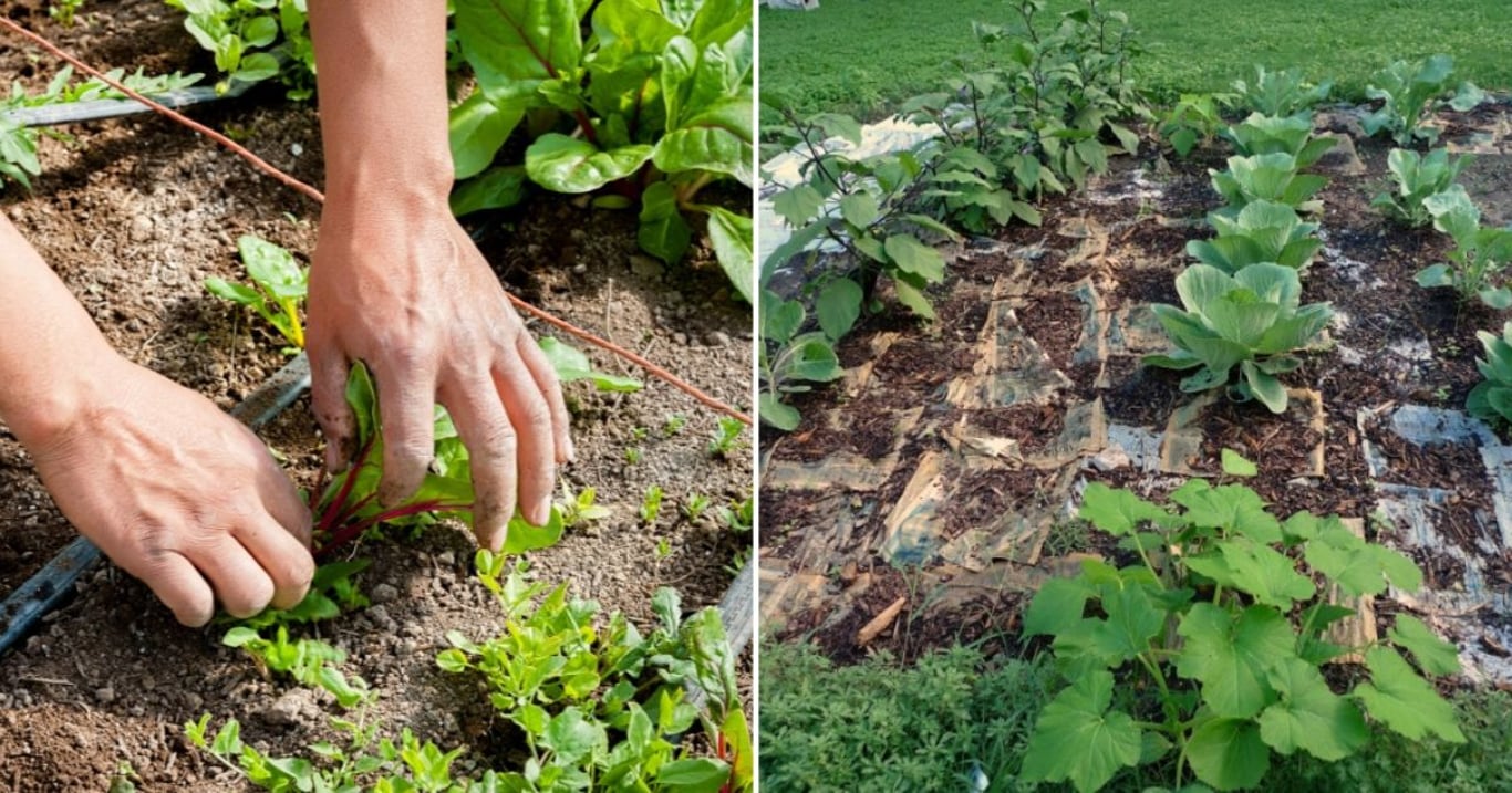 Konec plevelu i namáhavé práce. Tento lidový recept vás navždy zbaví okopávání
