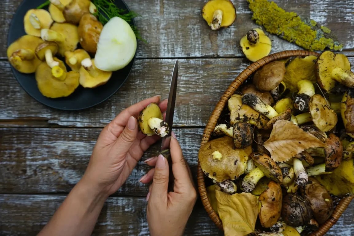 Mykolog prozradil geniální trik, čím v lese očistit houbu. Tohle by vás nenapadlo