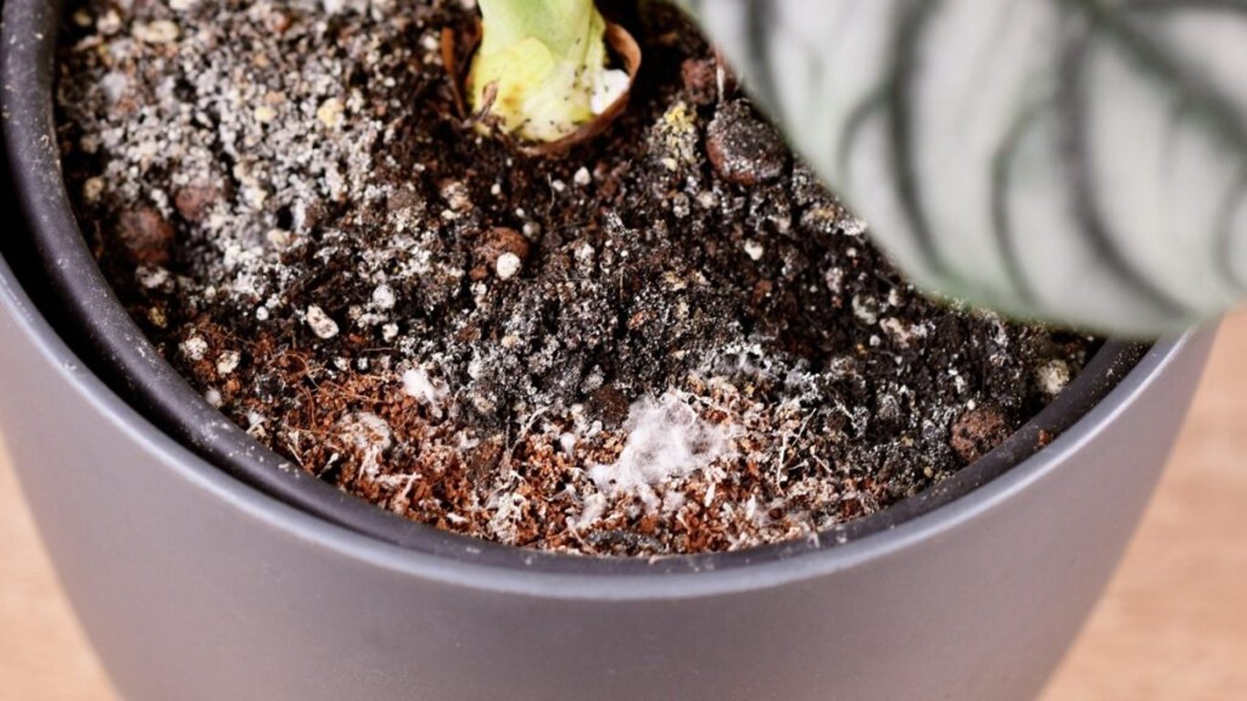 Jednodušší způsob zbavení se plísně v květináči tu ještě nebyl