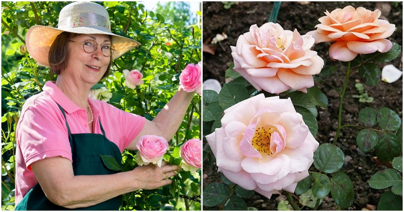 Zahrádkářka z jedné růže vypěstovala pět nových. Její metoda se šíří mezi pěstiteli po celé zemi