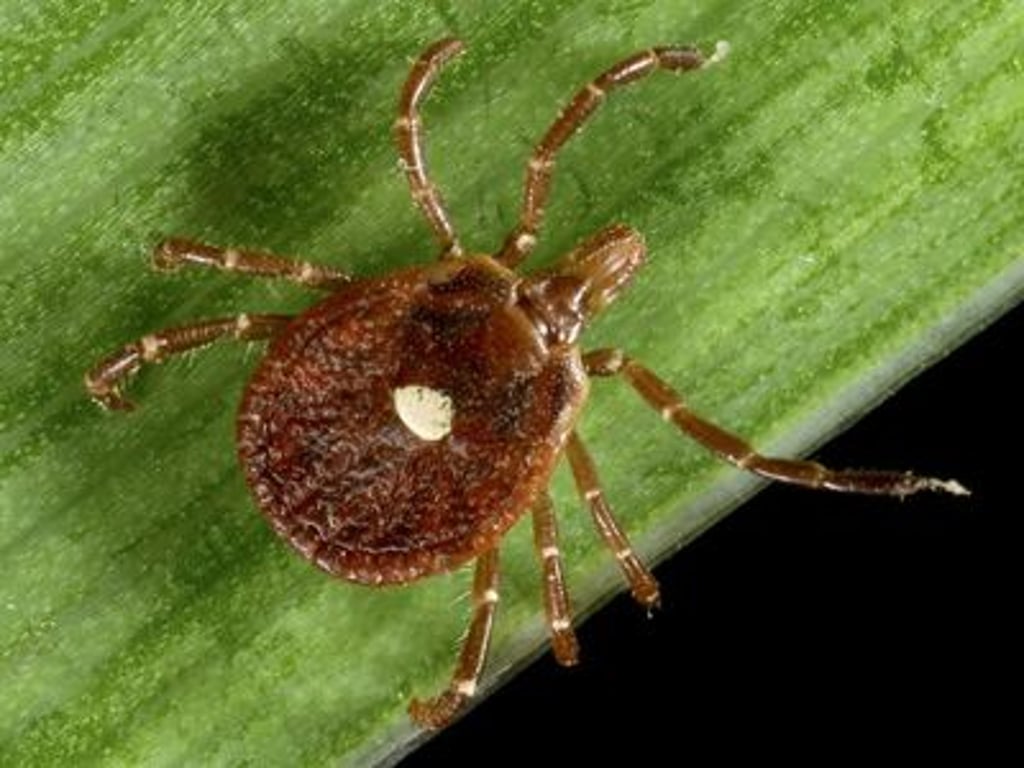 Nemocí přenášených klíšťaty je letos nejvíc za posledních deset let