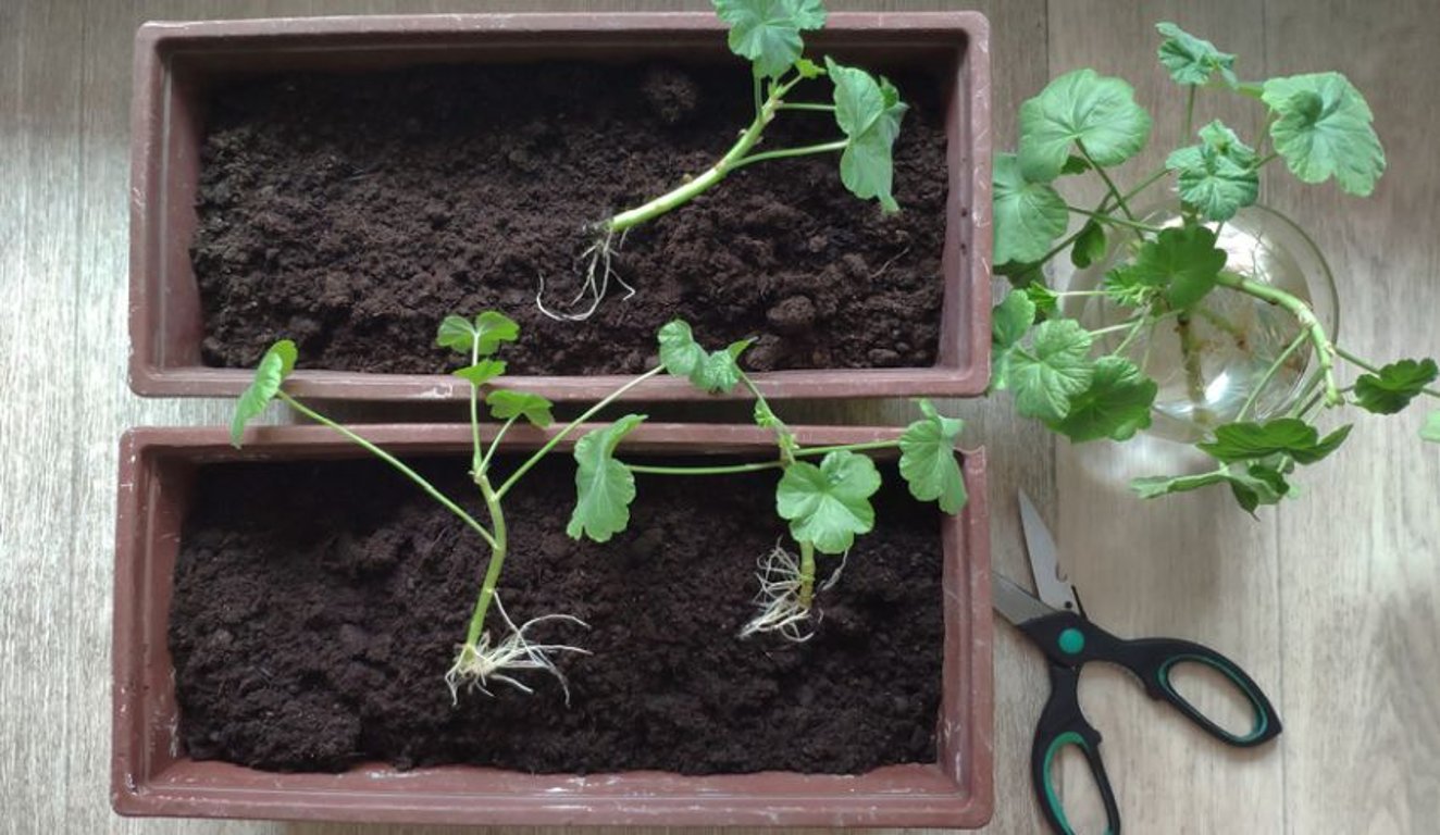 Množení pelargonií doma nemusí být obtížné