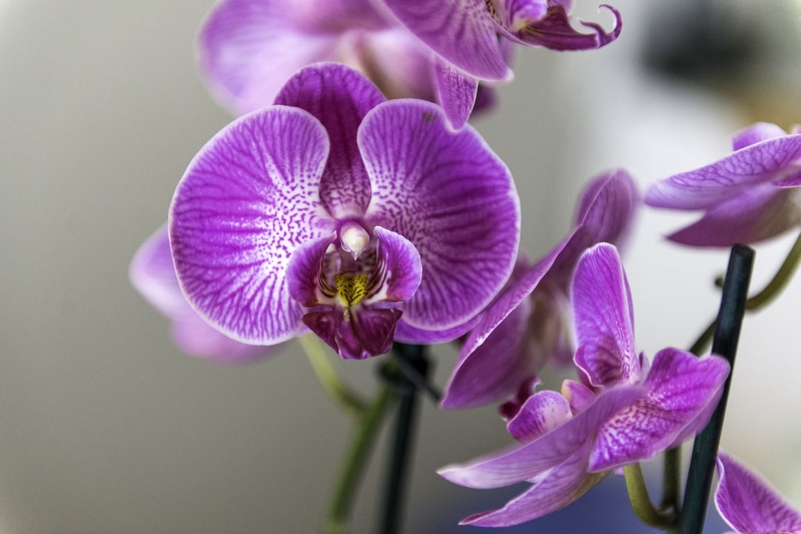 Dopřejte orchidejím chlebové hnojivo: pokvetou jako nikdy