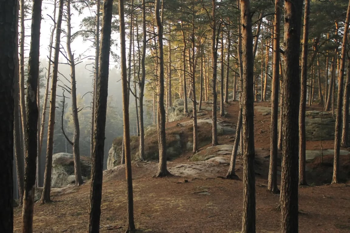 Les na vrchu Toulovcových maštalí 