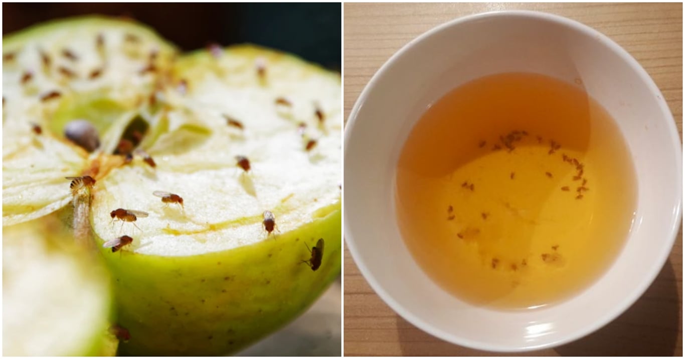 Octomilky se objevují nečekaně, ale jejich konec může přijít rychle. Pomůže trik, který znali už naši prarodiče