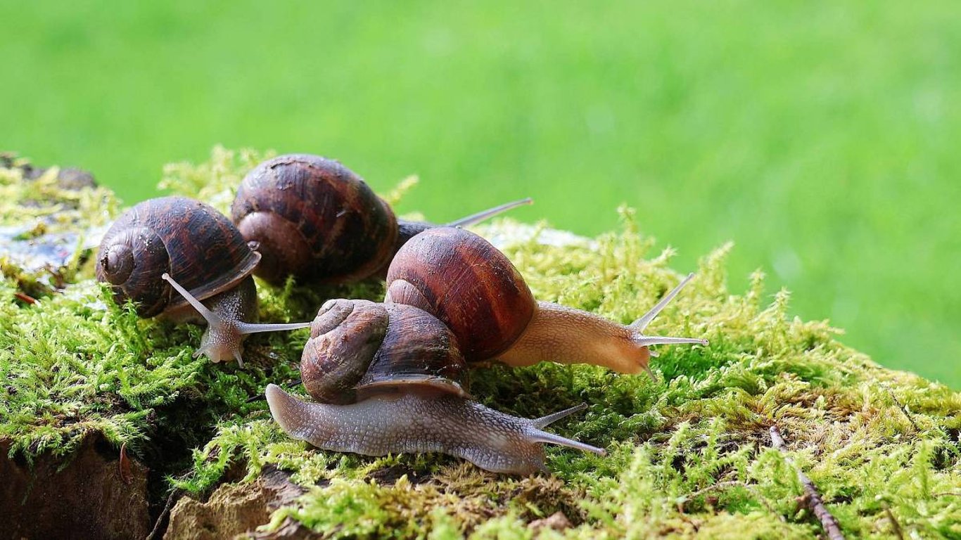 Konečně účinný boj proti slimákům. Využijte kombinaci těchto tipů a vaše zahrada bude v bezpečí