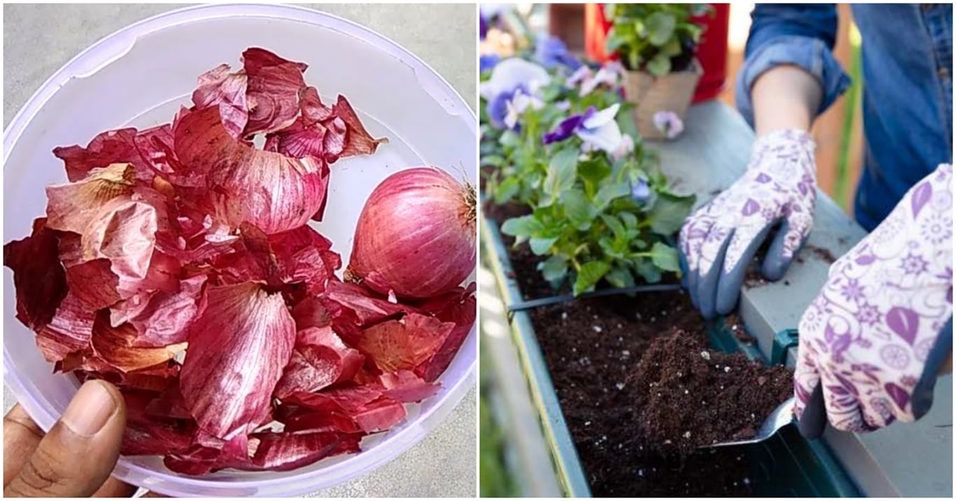 Kdo zná sílu cibulových slupek, už chemická hnojiva nepotřebuje. Rostliny po nich ožívají před očima