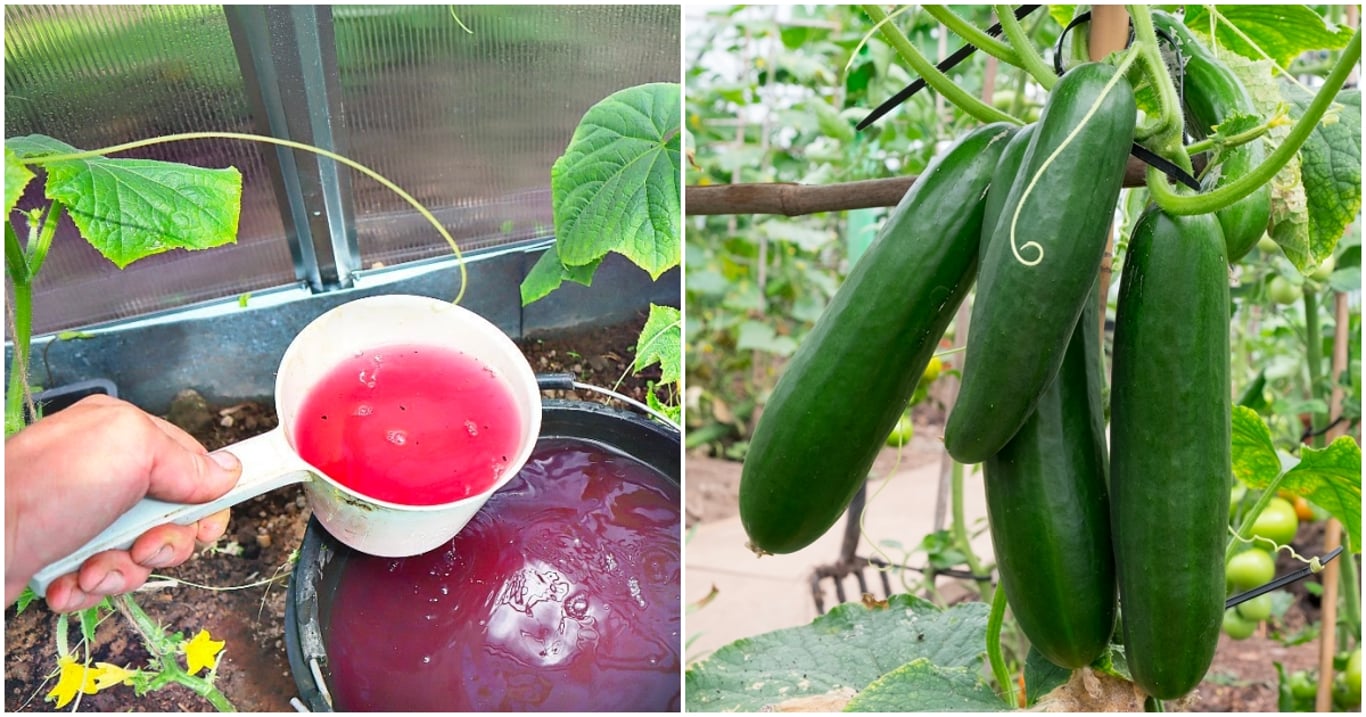 Tajná zbraň zahradníků – tekuté hnojivo, co udělá z vašich okurek zdravé a silné rostliny