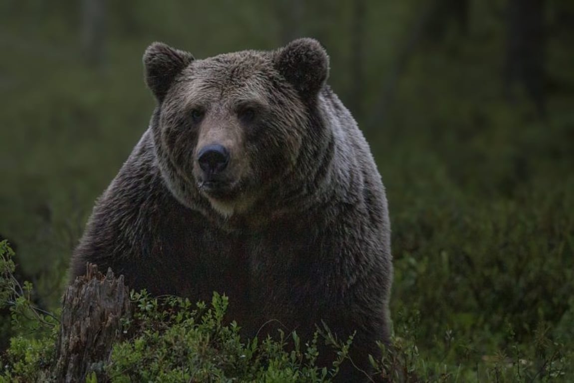 Buďte opatrní, vyzývají ochránci přírody na Pelhřimovsku. Může se tam pohybovat medvěd