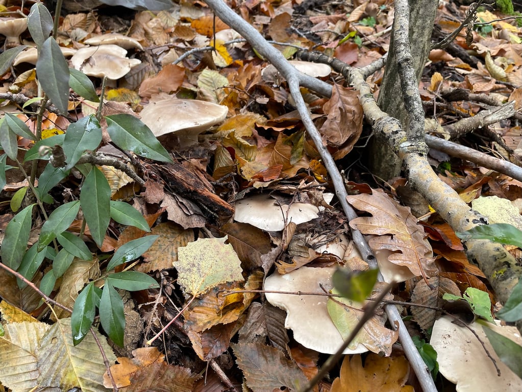 Plodnice strmělky mlženky