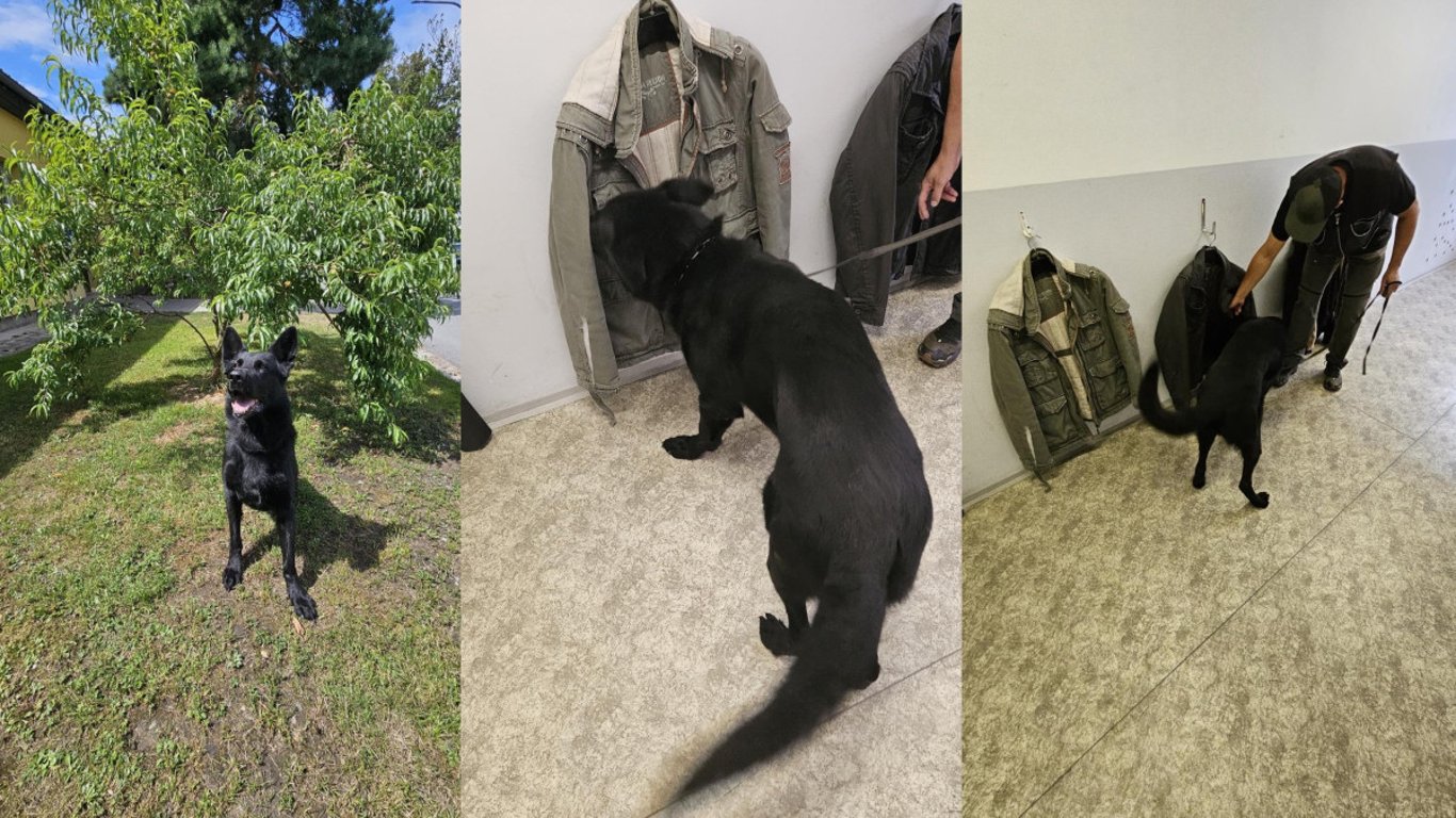 Už 142 nálezů drog mají letos na svém kontě policejní psi v Plzeňském kraji
