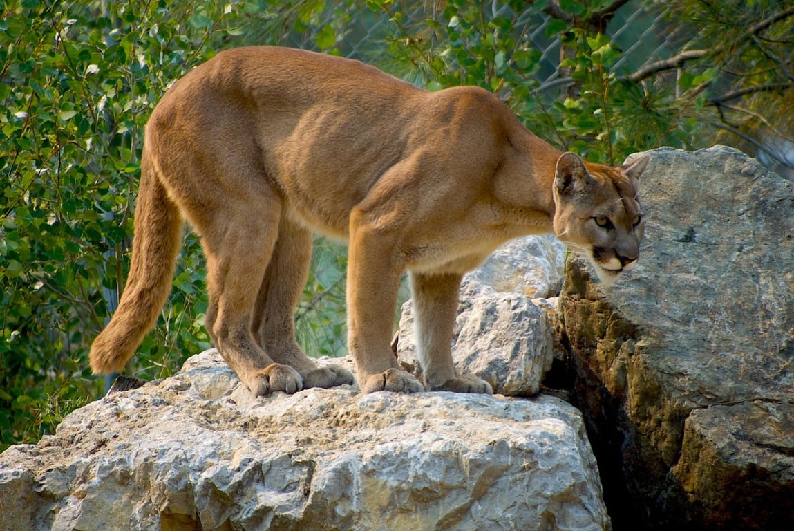 Puma na jihu Čech opět spatřena, tentokrát ji vidět rybář u Kolodějí