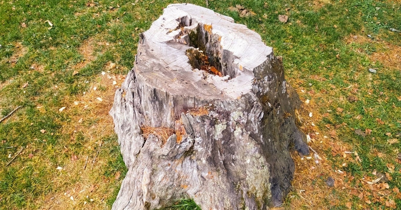 Každý, kdo alespoň jednou bojoval s kmenem stromu na svém pozemku, ví jedno – není to nijak lehká práce. A u pařezu obzvlášť.