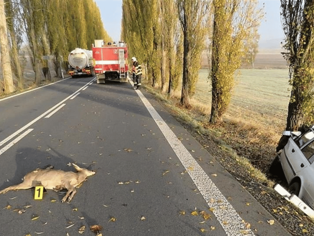 Během podzimu je větší riziko srážky se zvěří. Jak se mohou řidiči chránit?
