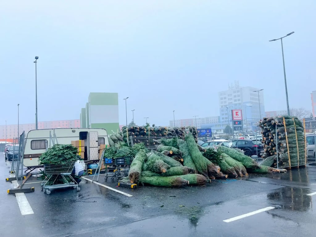 Prodej stromků na deštěm promáčeném parkovišti v Teplicích