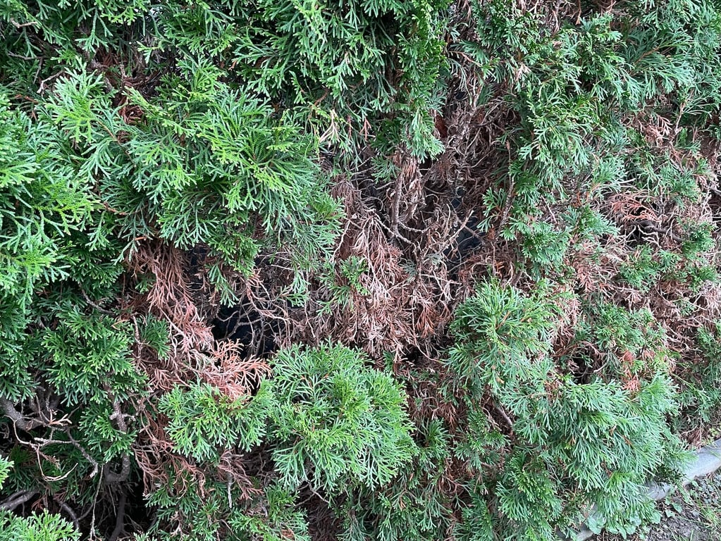 Hnědnutí tújí: Zachránit je můžeme levnými domácími postřiky