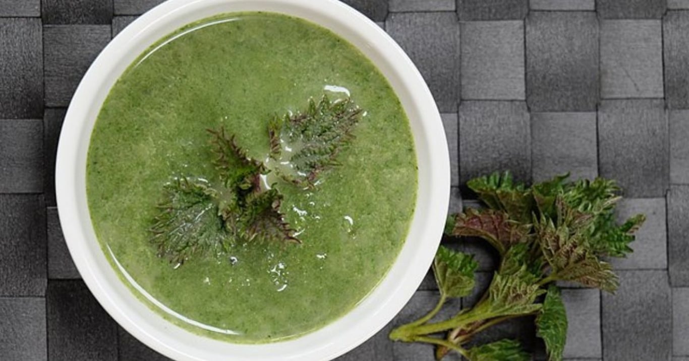 Tahle bylina roste zadarmo a přitom má sílu, kterou neporazí žádný lék. Kopřiva léčila už před tisíci lety