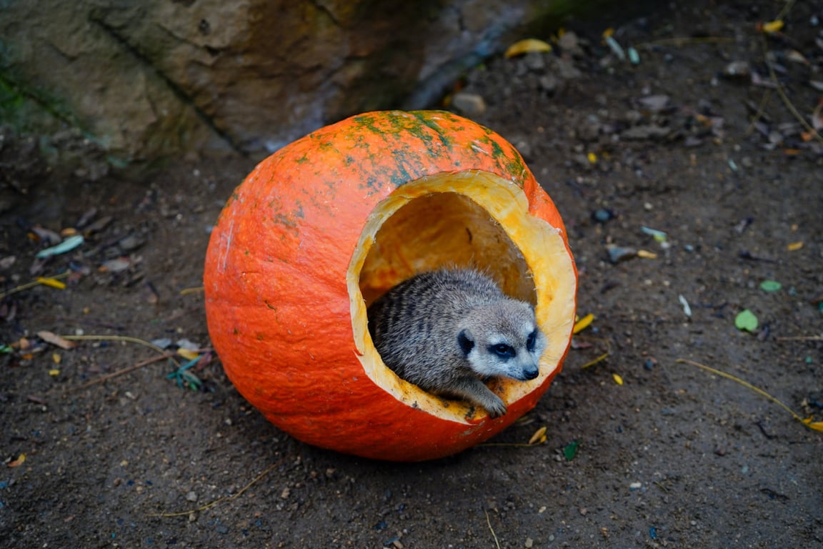 FOTO: Pro hrochy jednohubka, pro surikaty domeček. Zvířata v zoo dostala dýně