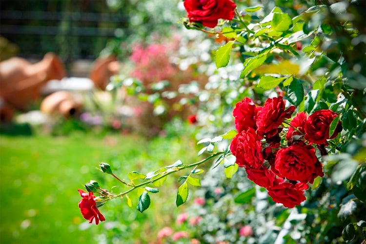 1kiralik-yazlik-villa-villa-unique-c- (14).JPG