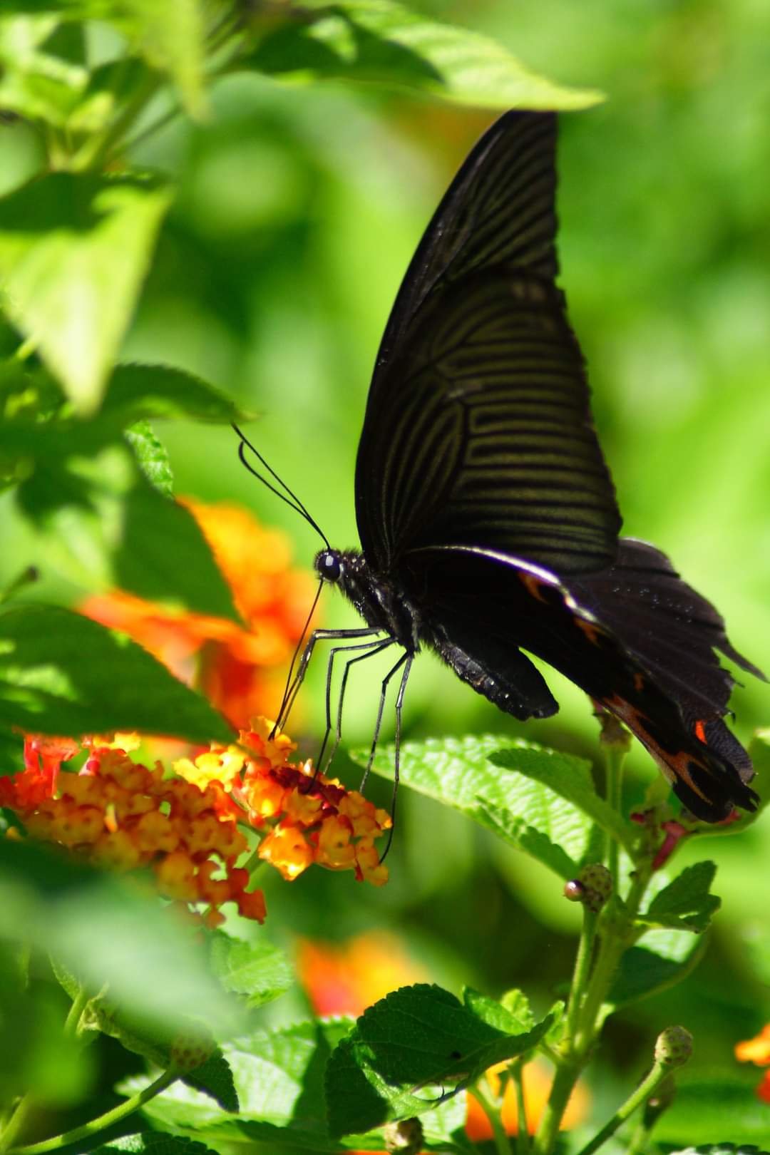 Capturing the Beauty: How Macro Photography Can Take Your Photos to the Next Level